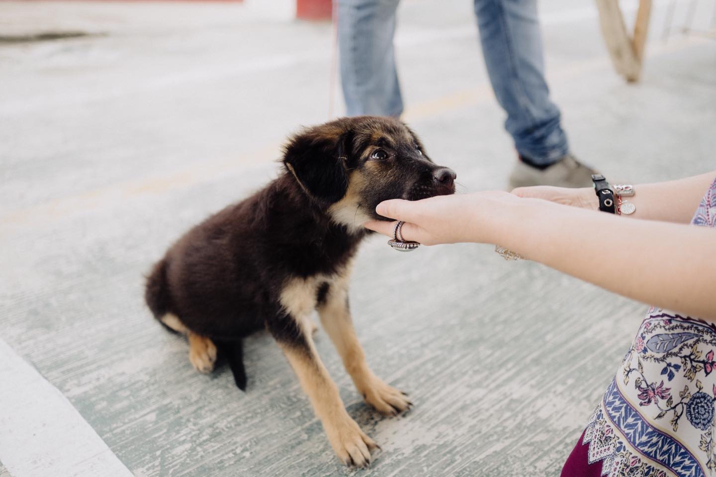 Exitosa Brigada de Salud Animal en la colonia Arroyo del Maíz, Poza Rica