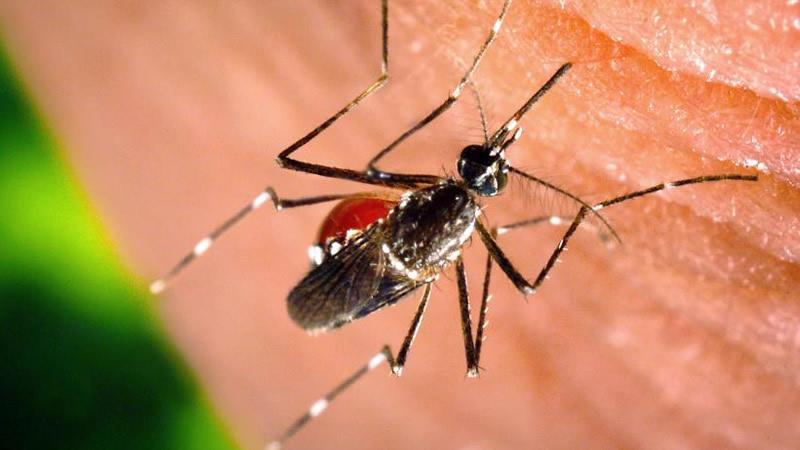 Prevenir las Arbovirosis es Responsabilidad de Todos